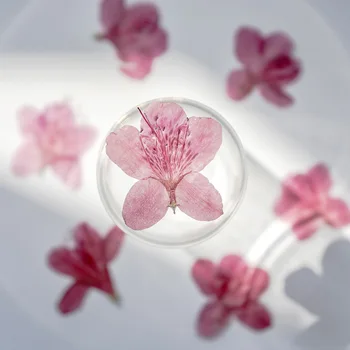 60pcs Presuotų Džiovintų Gėlių Rhododendron simsii Planch Herbariumo Epoksidinės Papuošalai Žymą Telefono dėklas Makiažas, Nagų Dailės, Amatų 